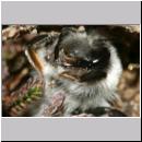 Andrena vaga - Weiden-Sandbiene -05- w22 13mm mit Faecherfluegler 5 mm.jpg